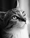 Cats Photo Canvas Prints (16 X 20 IN) Print Service Online