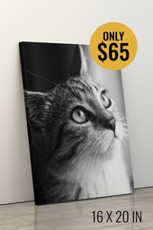 Cats Photo Canvas Prints (16 X 20 IN) Print Service Online